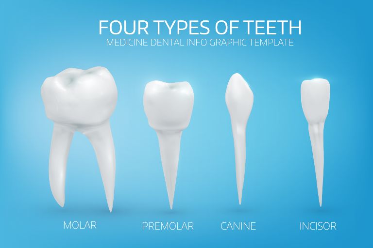 different types of teeth
