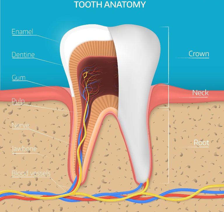 what is tooth anatomy