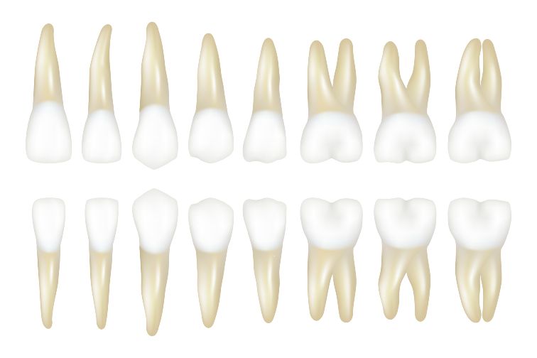 hyperdontia teeth