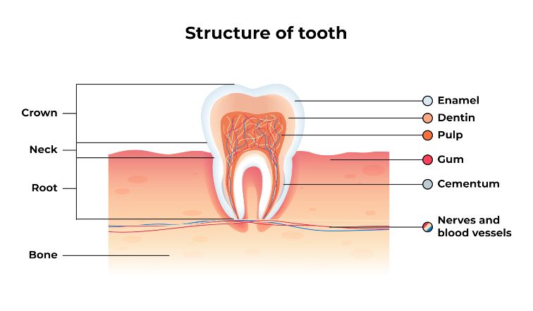 pulpitis symptoms and signs