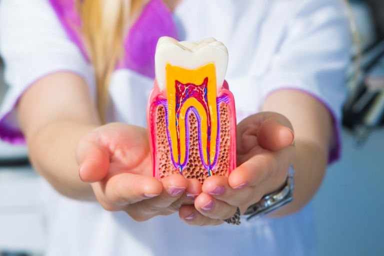 A woman is holding a model of a tooth.